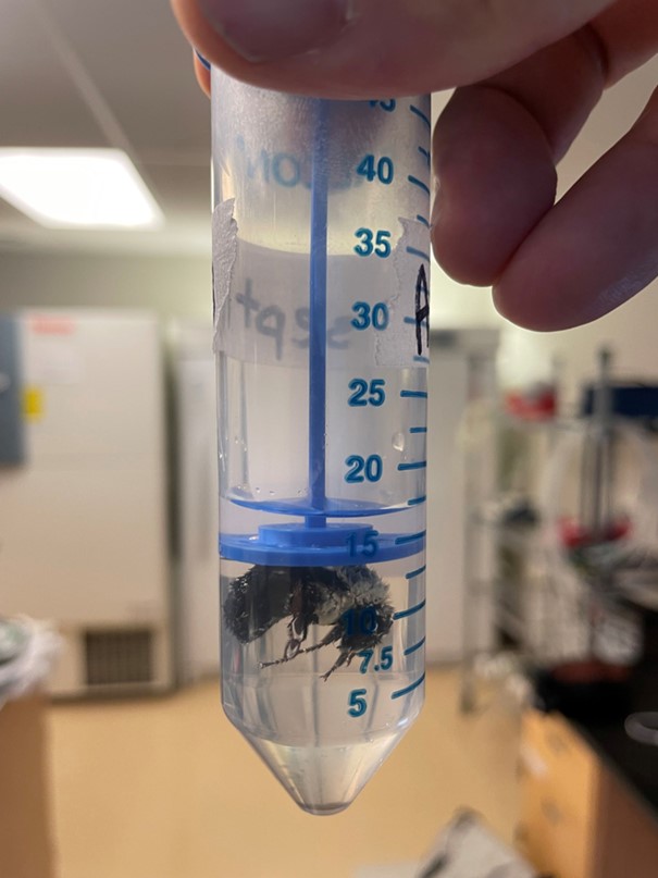 ิีbumblebee experiment