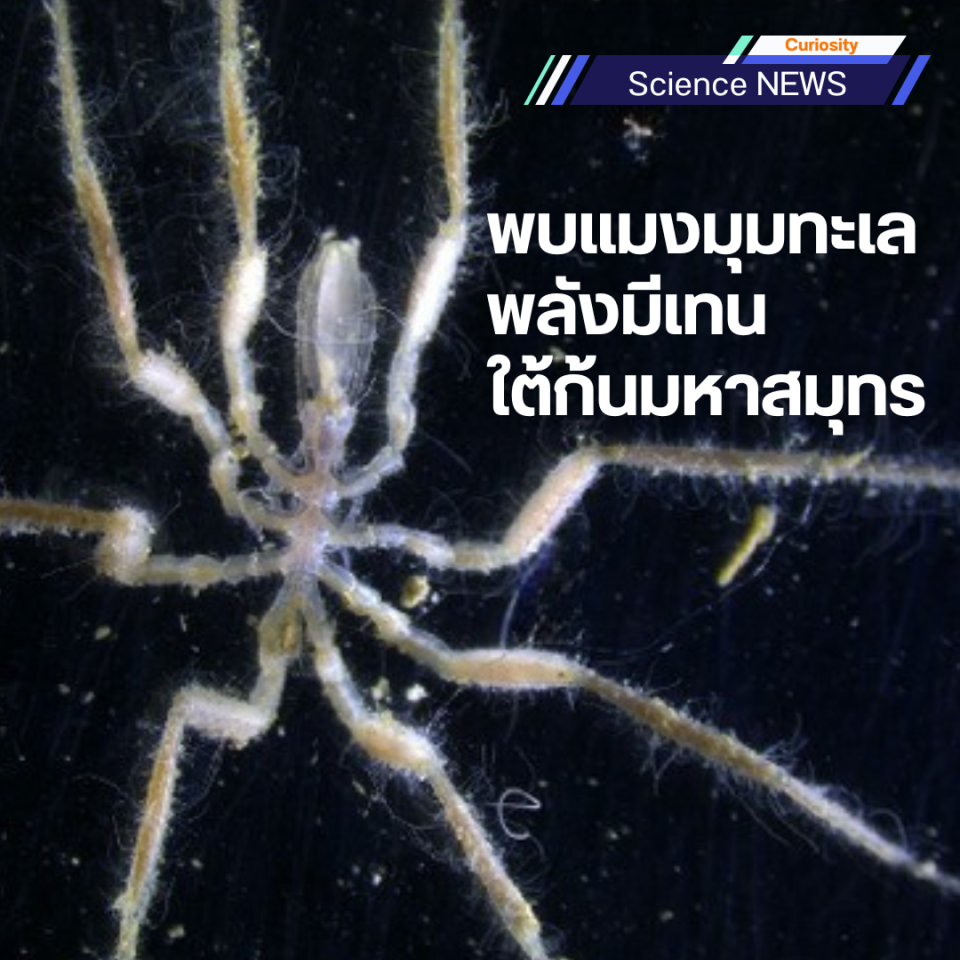 sea spider