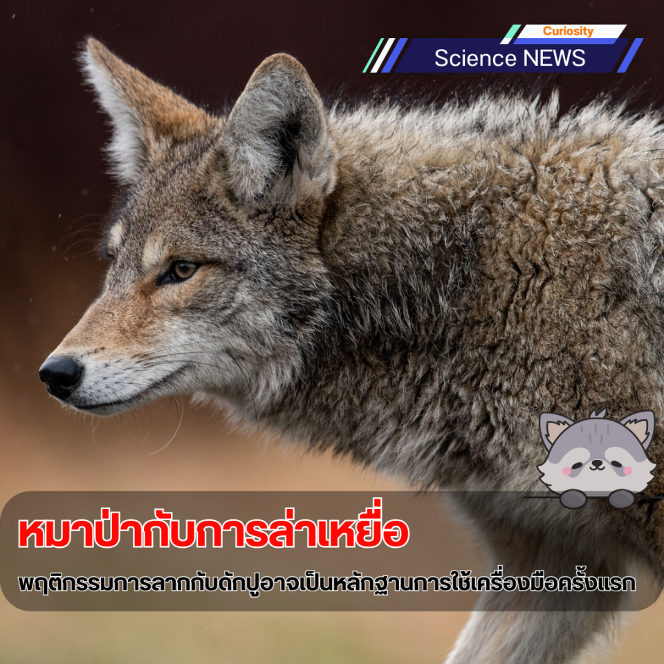 หมาป่ากับการล่าเหยื่อ: พฤติกรรมการลากกับดักปูอาจเป็นหลักฐานการใช้เครื่องมือครั้งแรกในสัตว์ตระกูลหมาป่า