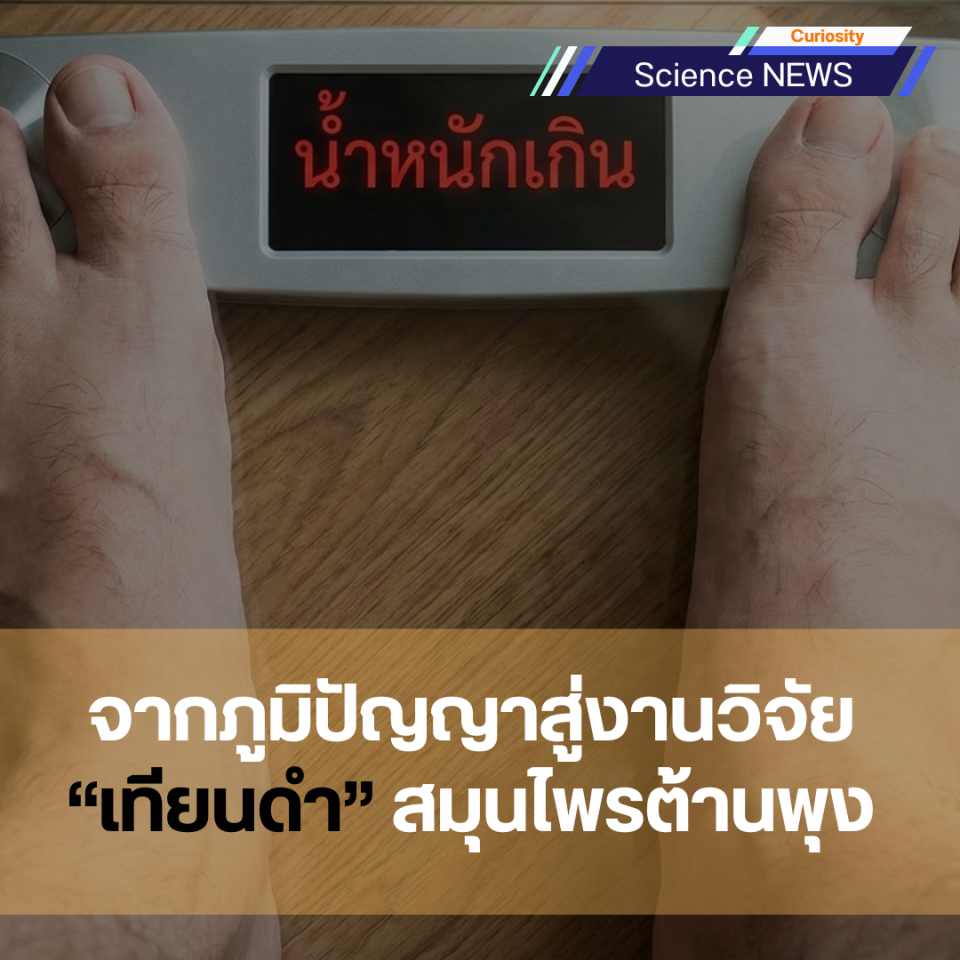 จากภูมิปัญญาสู่งานวิจัย “เทียนดำ” สมุนไพรต้านพุง 