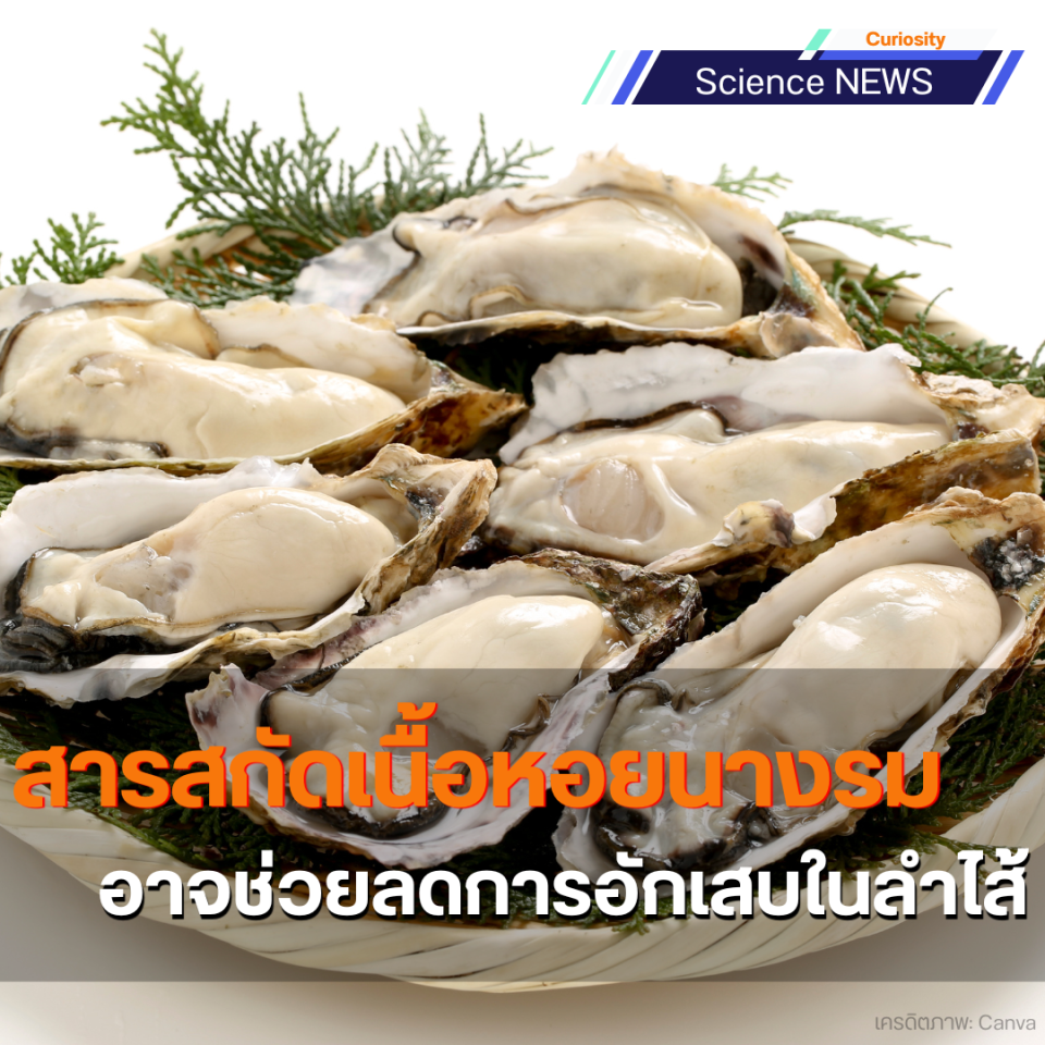 สารสกัดเนื้อหอยนางรมอาจช่วยลดการอักเสบในลำไส้