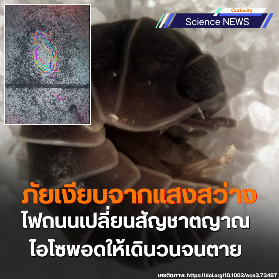 ภัยเงียบจากแสงสว่าง ไฟถนนเปลี่ยนสัญชาตญาณไอโซพอดให้เดินวนจนตาย