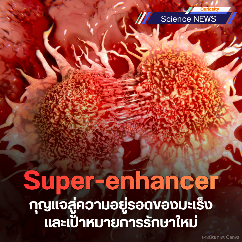Superenhancers กุญแจสู่ความอยู่รอดของมะเร็งและเป้าหมายการรักษาใหม่