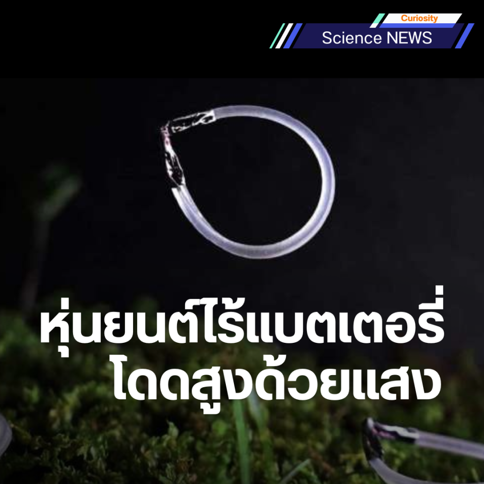 หุ่นยนต์นิ่มไร้แบตเตอรี่ ดีดตัวสูง 80 เท่า ด้วยแสง