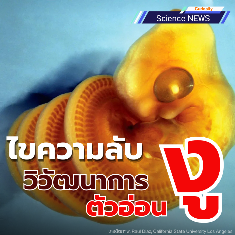 ไขความลับทางวิวัฒนาการของตัวอ่อนงู