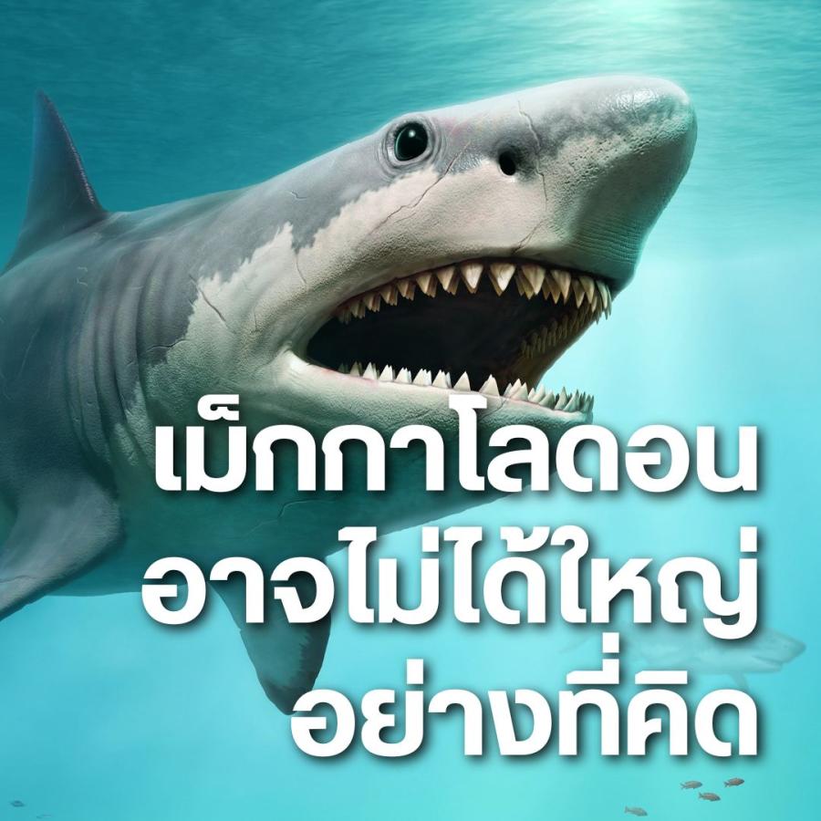 ฉลามยักษ์ Megalodon ฟอสซิล ระบบนิเวศทางทะเล การสูญพันธุ์