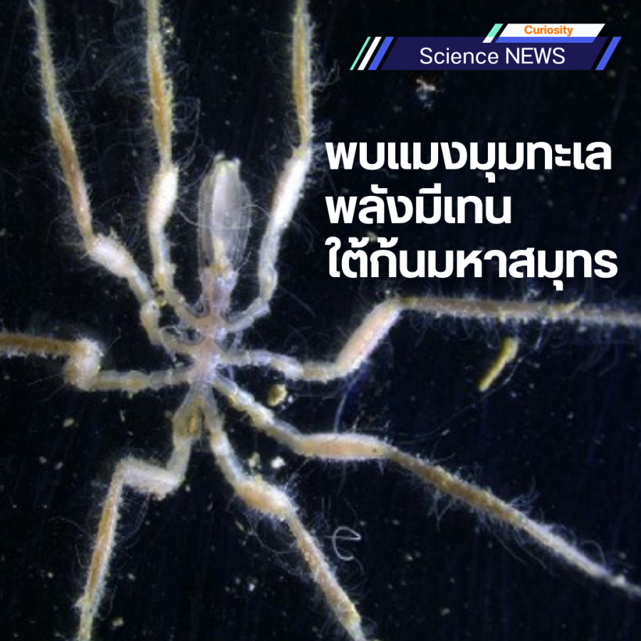 sea spider