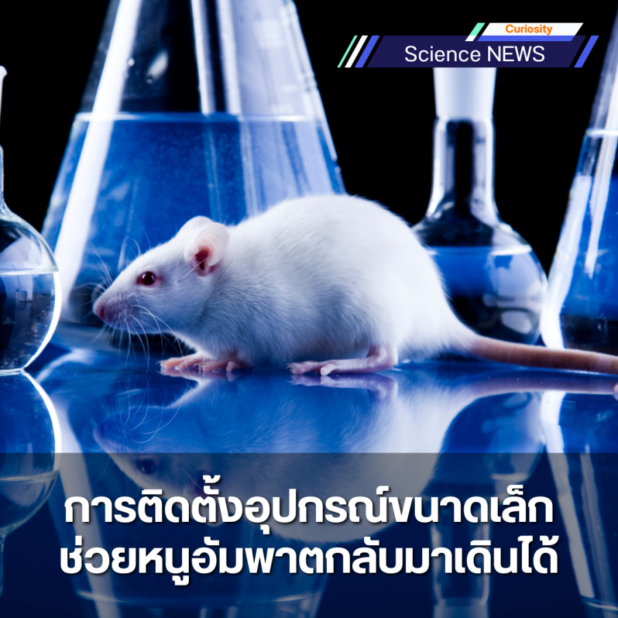 การติดตั้งอุปกรณ์ขนาดเล็กช่วยหนูอัมพาตกลับมาเดินได้