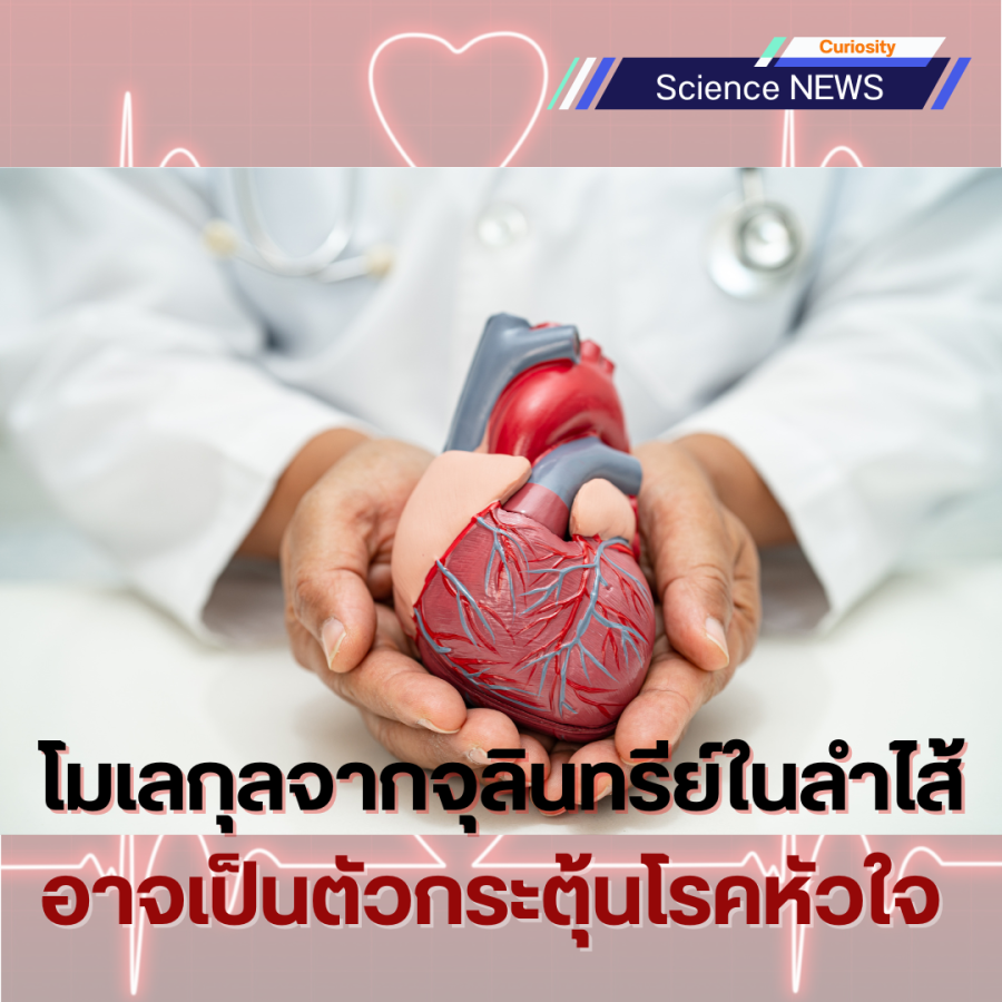 โมเลกุลจากจุลินทรีย์ในลำไส้อาจเป็นตัวกระตุ้นโรคหัวใจ