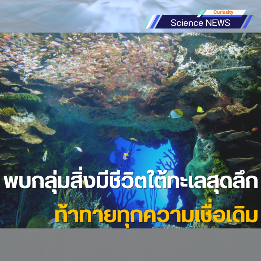 พบกลุ่มสิ่งมีชีวิตใต้ทะเลสุดลึก ท้าทายทุกความเชื่อเดิม