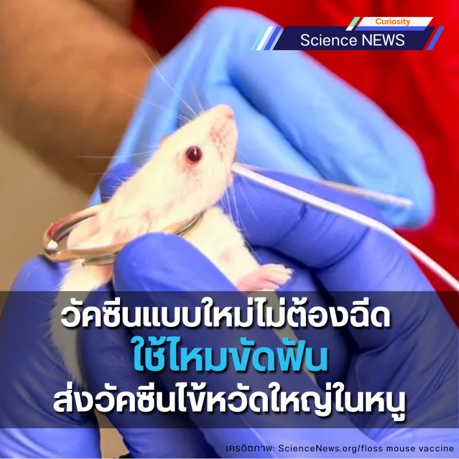 วัคซีนแบบใหม่ไม่ต้องฉีด ใช้ไหมขัดฟันส่งวัคซีนไข้หวัดใหญ่ในหนู