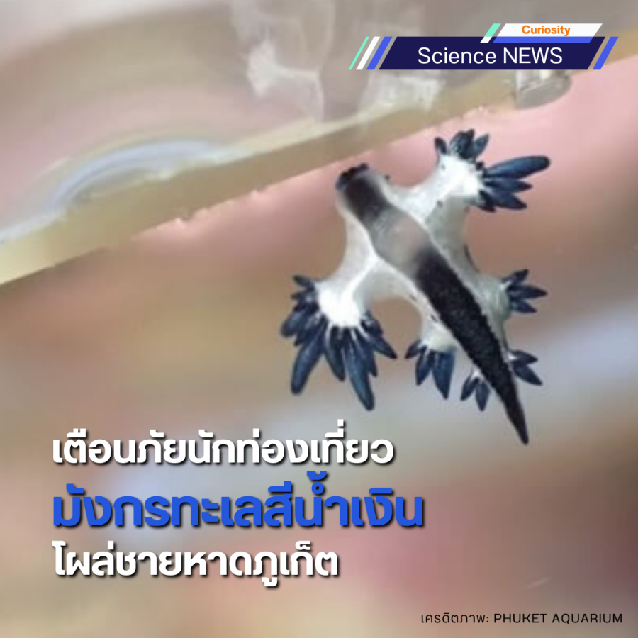 blue dragon