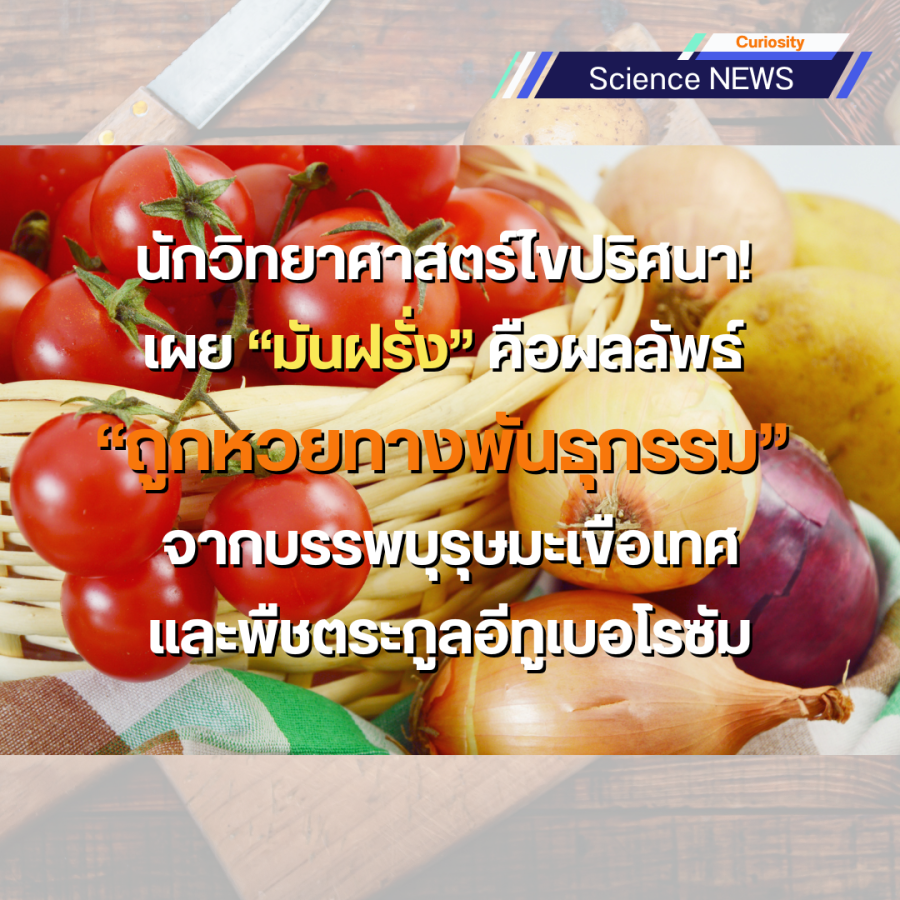 นักวิทยาศาสตร์ไขปริศนา! เผย “มันฝรั่ง” คือผลลัพธ์ “ถูกหวยทางพันธุกรรม” จากบรรพบุรุษมะเขือเทศและพืชตระกูลอีทูเบอโรซัม