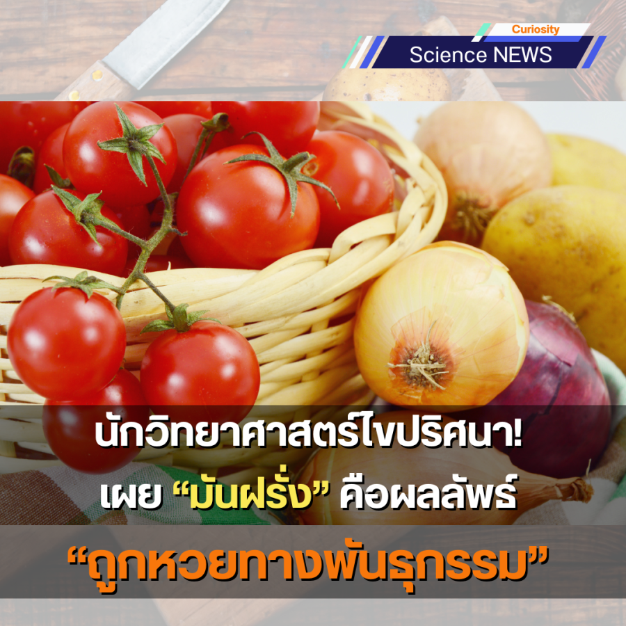 นักวิทยาศาสตร์ไขปริศนา! เผย “มันฝรั่ง” คือผลลัพธ์ “ถูกหวยทางพันธุกรรม” 