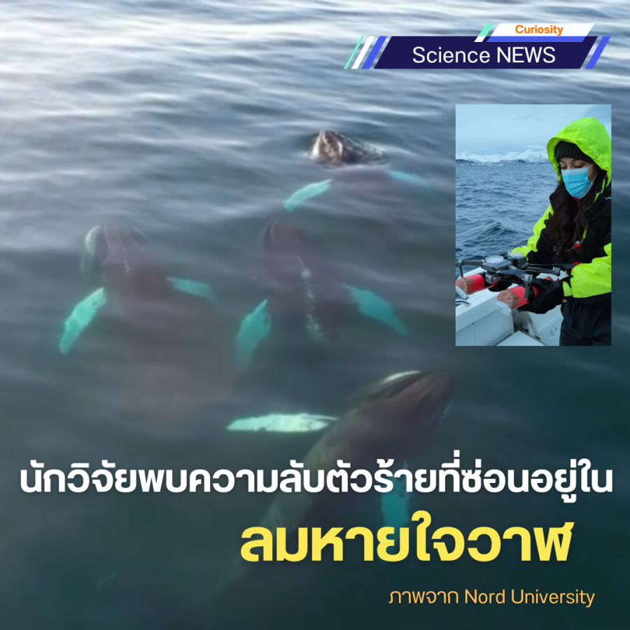 นักวิจัยพบความลับตัวร้ายที่ซ่อนอยู่ในลมหายใจวาฬ 