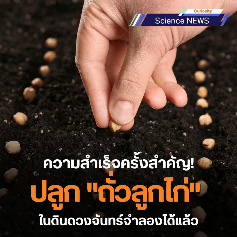 ความสำเร็จครั้งสำคัญ! ปลูก "ถั่วลูกไก่" ในดินดวงจันทร์จำลองได้แล้ว