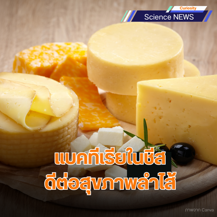 แบคทีเรียในชีส ดีต่อสุขภาพลำไส้