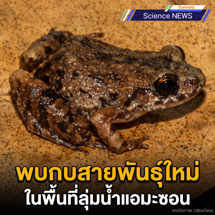พบกบสายพันธุ์ใหม่ในพื้นที่ลุ่มน้ำแอมะซอน