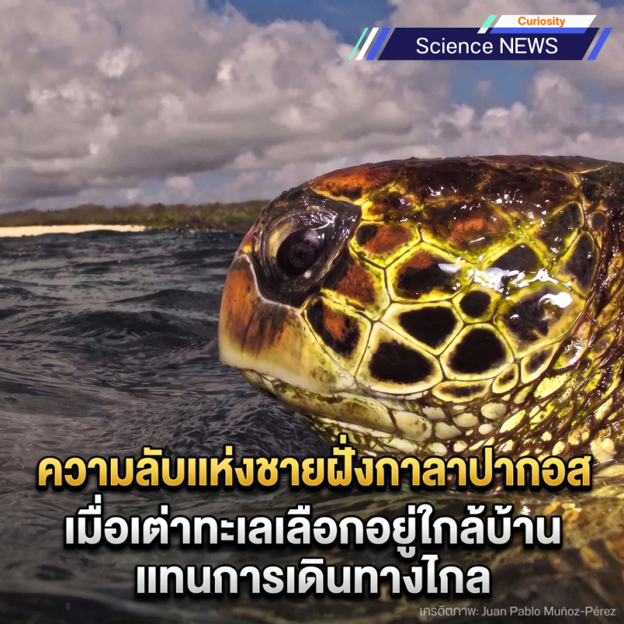 เต่าทะเล