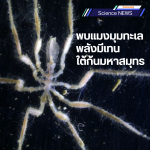 sea spider