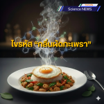 ไขรหัสกลิ่นผัดกะเพรา