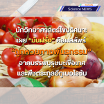 นักวิทยาศาสตร์ไขปริศนา! เผย “มันฝรั่ง” คือผลลัพธ์ “ถูกหวยทางพันธุกรรม” จากบรรพบุรุษมะเขือเทศและพืชตระกูลอีทูเบอโรซัม