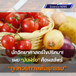 นักวิทยาศาสตร์ไขปริศนา! เผย “มันฝรั่ง” คือผลลัพธ์ “ถูกหวยทางพันธุกรรม” 