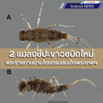 2 แมลงชีปะขาวชนิดใหม่ พระราชทานนามโดยกรมสมเด็จพระเทพฯ