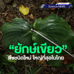 “ยักษ์เขียว” พืชชนิดใหม่ใบขนาดยักษ์จากกาญจนบุรี