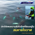 นักวิจัยพบความลับตัวร้ายที่ซ่อนอยู่ในลมหายใจวาฬ 