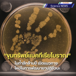 นักวิทยาศาสตร์พบ "ขุมทรัพย์แบคทีเรียโบราณ" ในถ้ำลึกล้านปี เปิดแนวทางใหม่ในการพัฒนายาปฏิชีวนะ