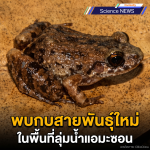 พบกบสายพันธุ์ใหม่ในพื้นที่ลุ่มน้ำแอมะซอน