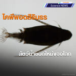 โคพีพอดสิรินธร