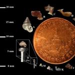 หอยจิ๋วถ้ำเพชรโพธิ์ทอง หอยจิ๋วชนิดใหม่ของโลก