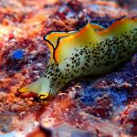 การสลัดตัวและฟื้นฟูสภาพทั้งตัวของทากทะเลกลุ่มสังเคราะห์แสง