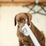 สุนัขดมกลิ่นผู้ติดเชื้อโควิด-19 ชุดแรกของไทย